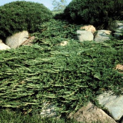 Prince of Wales Juniper Garden Plant