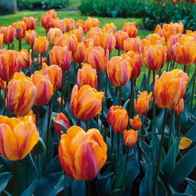 Princess Irene Tulip Garden Plant