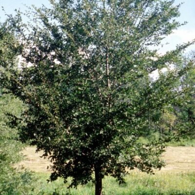 Princeton Elm Tree Garden Plant