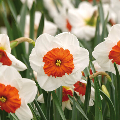 Professor Einstein Daffodil Garden Plant