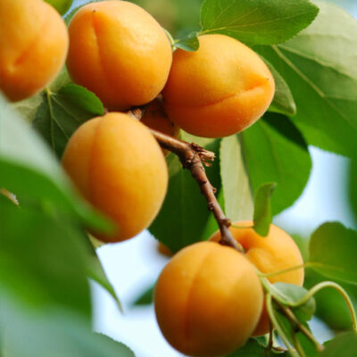 Puget Gold Apricot Tree Garden Plant