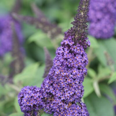 Pugster Blue Butterfly Bush Garden Plant