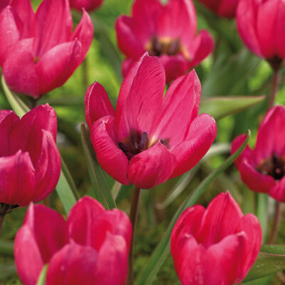 Pulchella Violacea Tulip Garden Plant