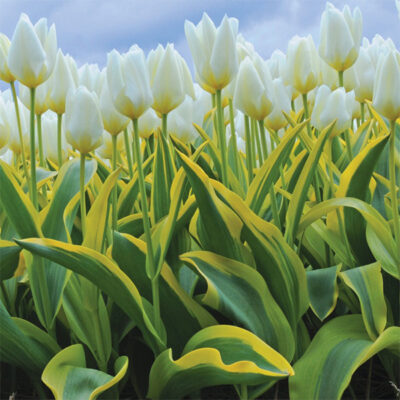 Purissima Blonde Tulip Garden Plant