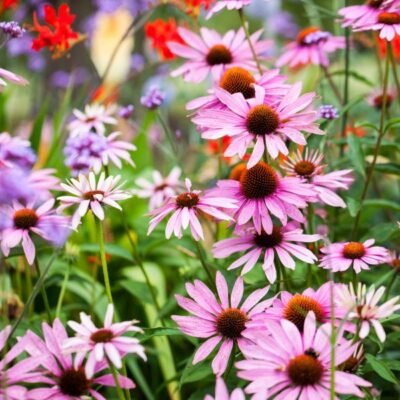 Purple Coneflower Garden Plant