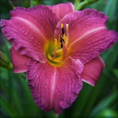 Purple d' Oro Daylily Garden Plant