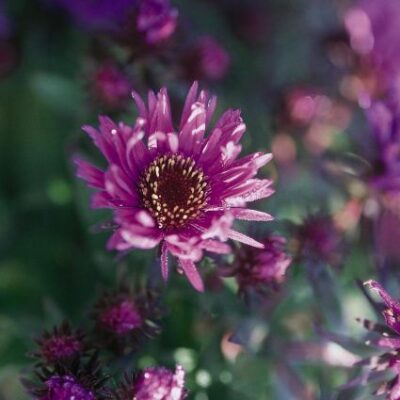 Purple Dome New England Aster Garden Plant