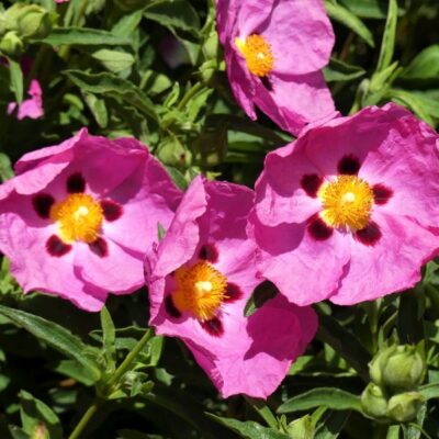 Purple Flowered Rock Rose Garden Plant