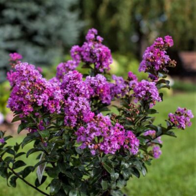 Purple Magic Crape Myrtle Garden Plant