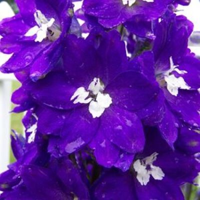Purple Passion Delphinium Garden Plant