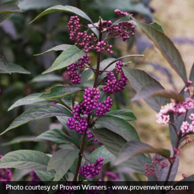 Purple Pearls Beautyberry Garden Plant
