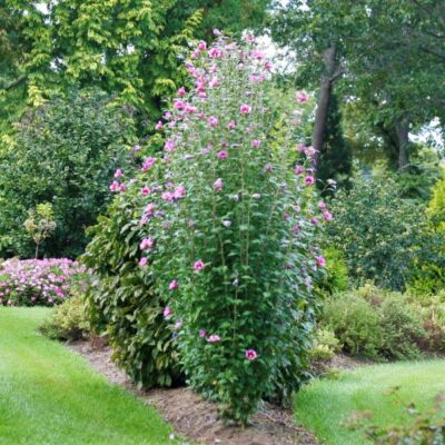 Purple Pillar Rose of Sharon Garden Plant