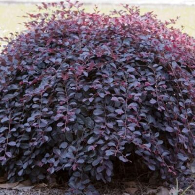 Purple Pixie Weeping Fringe Flower Garden Plant