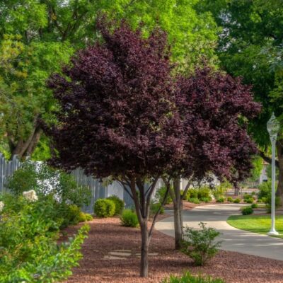 Purple Pony Plum Tree Garden Plant