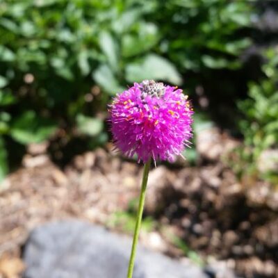 Purple Prairie Clover Garden Plant