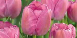 Purple Pride Tulip Garden Plant