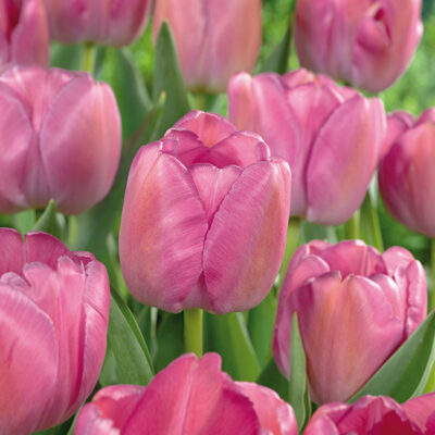 Purple Pride Tulip Garden Plant