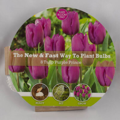 Purple Prince Tulip Easy Bloom Pad Garden Plant