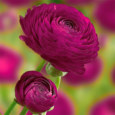 Purple Ranunculus Garden Plant