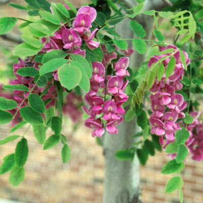 Purple Robe Locust Tree Garden Plant