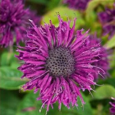 Purple Rooster Bee Balm Garden Plant