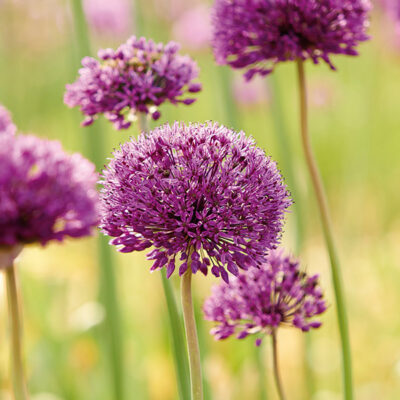 Purple Sensation Allium Garden Plant