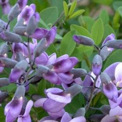 Purple Smoke False Indigo Garden Plant