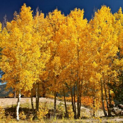 Quaking Aspen Tree Garden Plant