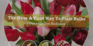Radiance Easy Bloom Pad Garden Plant
