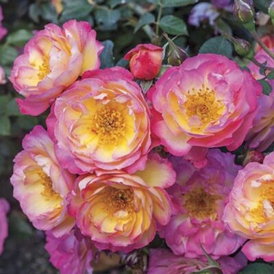 Rainbow Happy Trails Rose Garden Plant