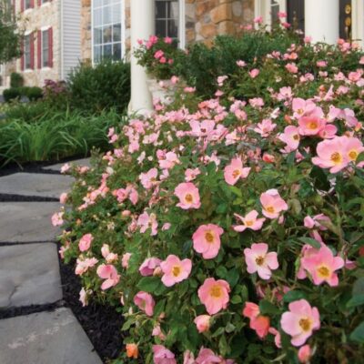 Rainbow Knock Out Rose Garden Plant