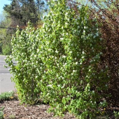 Rainbow Knock Out Rose Tree Garden Plant