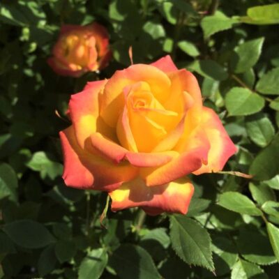 Rainbow Sunblaze Rose Garden Plant