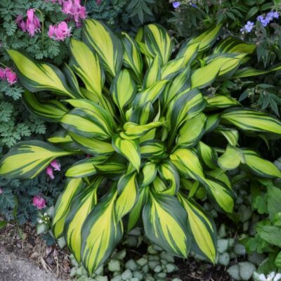 Rainbow's End Hosta Garden Plant