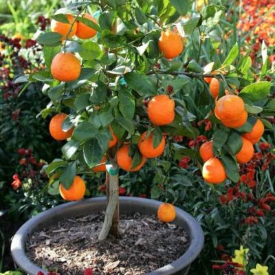 Rangpur Lime Tree Garden Plant