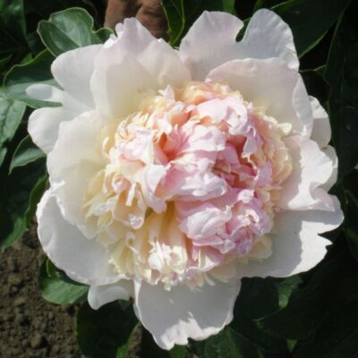 Raspberry Sundae Deluxe Peony Garden Plant