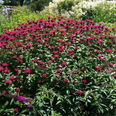 Raspberry Wine Bee Balm Garden Plant