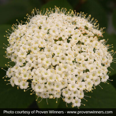 Red Balloon Viburnum Garden Plant