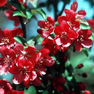 Red Baron Crabapple Tree Garden Plant