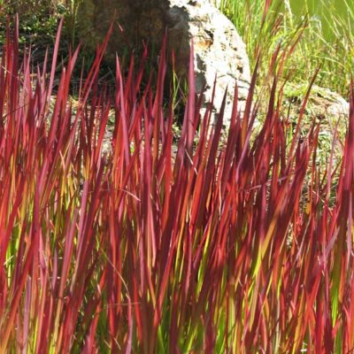 Red Baron Japanese Blood Grass Garden Plant