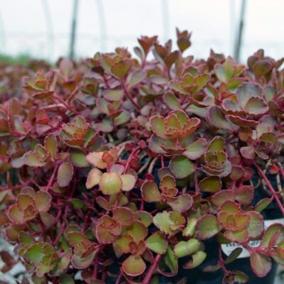 Red Carpet Sedum Garden Plant