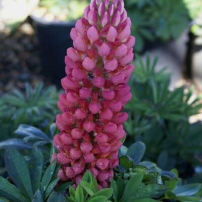 Red Charm Peony Garden Plant