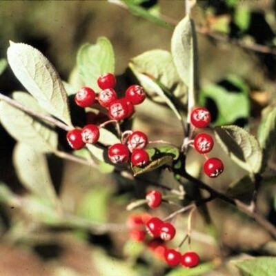 Red Chokeberry Garden Plant