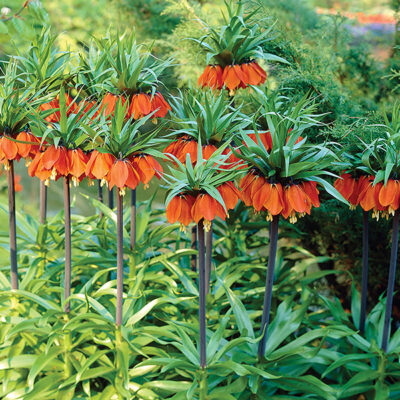 Red Crown Imperial Garden Plant