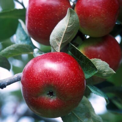Red Delicious Apple Tree Garden Plant