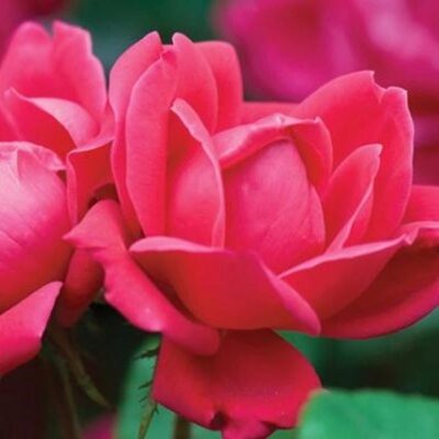 Red Double Knock Out Rose Shrub Garden Plant