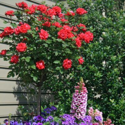 Red Double Knock Out Rose Tree Garden Plant