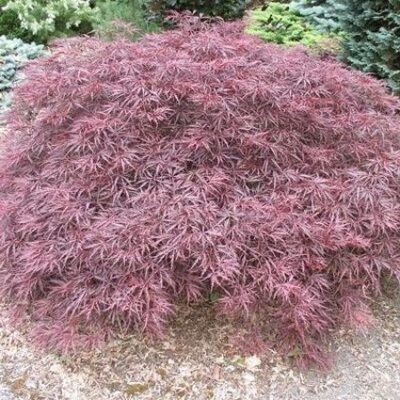 Red Dragon Japanese Maple Garden Plant