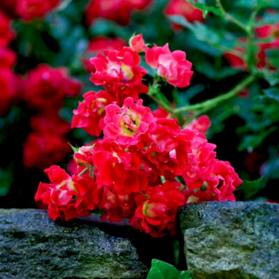 Red Drift Groundcover Rose Garden Plant