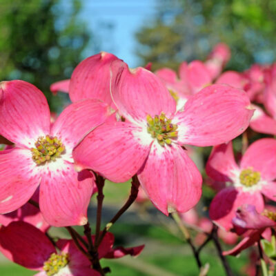 Red Flowering Dogwood Garden Plant